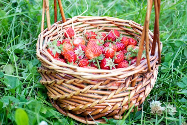 Rode aardbeien in een mand op aardbeienveld