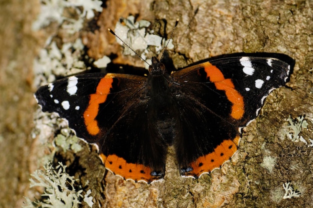 Rode admiraal Vanessa atalanta