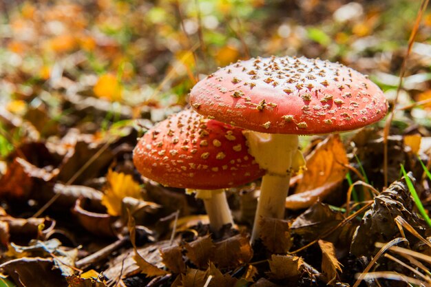 Rode amaniet in het bos. Herfst paddestoel. Gevaarlijke paddestoel