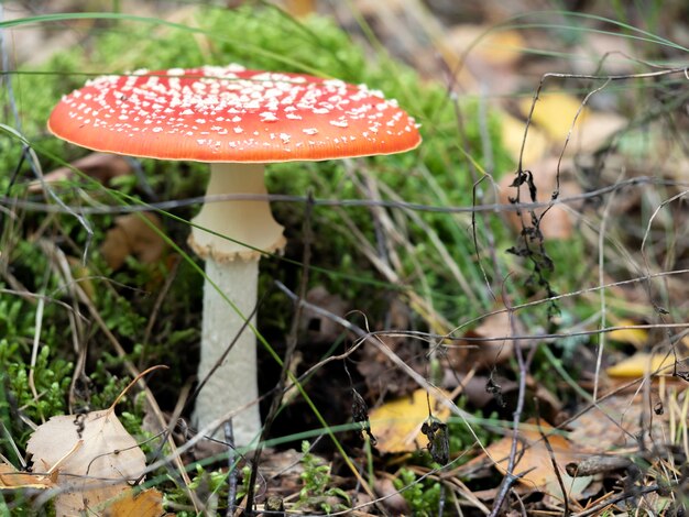 Rode amaniet, vliegenzwam in een natuurlijke omgeving