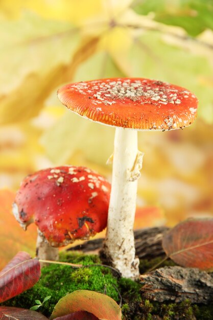 Rode amanitas met mos, op herfstbos