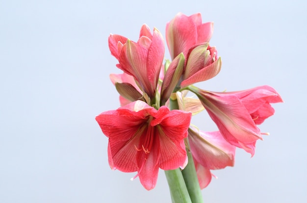 Rode amaryllis-bloem voor achtergrond