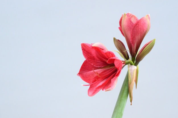 Rode amaryllis-bloem voor achtergrond
