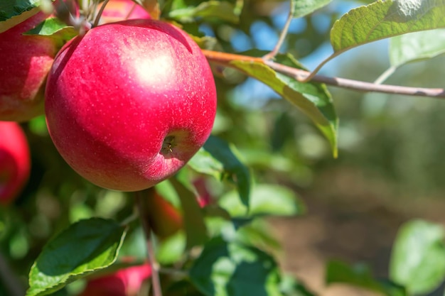 Rode appel aan de boom, appelboom