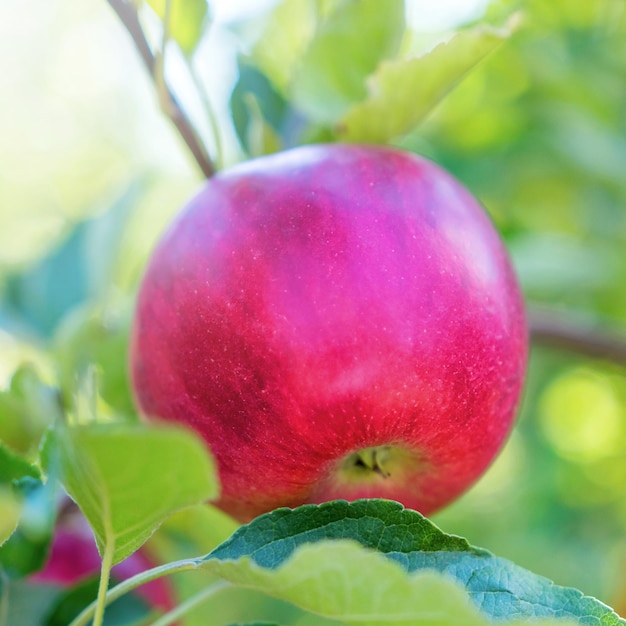 Rode appel aan de boom, appelboom