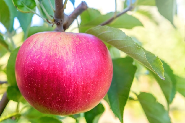 Rode appel aan de boom, appelboom