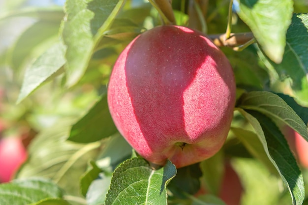 Rode appel aan de boom, appelboom