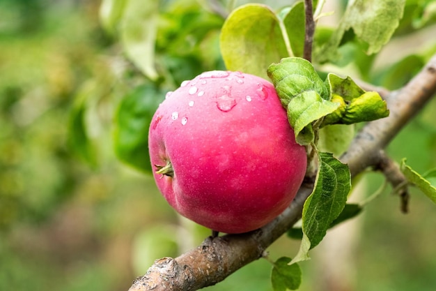 Rode appel met regendruppels op een boomclose-up