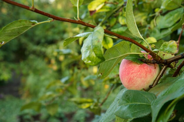 Rode appel op een tak van de boom in de tuin in de zomerdag met natuurlijke onscherpe achtergrond.