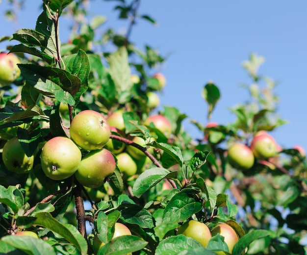 Rode appels aan de tak van een appelboom