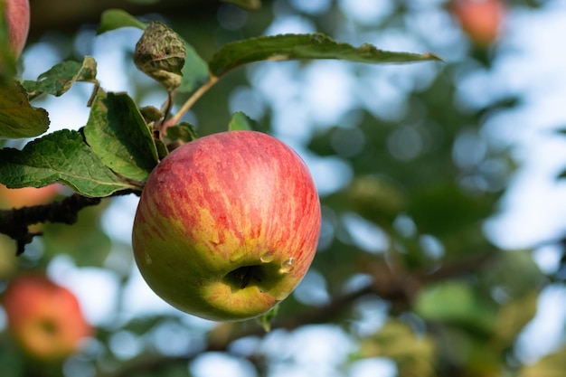 Rode appels aan een boomx9