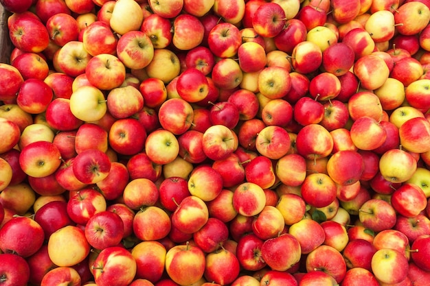 Rode appels geplukt bij de oogst