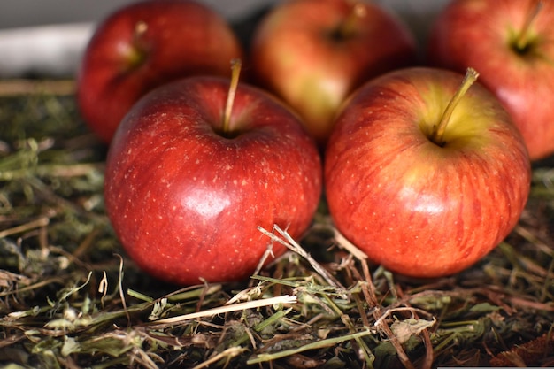 Foto rode appels in het gras