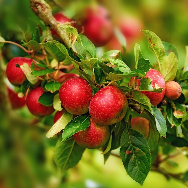 Rode Appels in mijn tuin Een foto van lekkere en mooie appels in mijn tuin