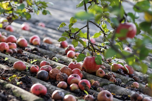 Rode appels liggen op een oud asbestdak