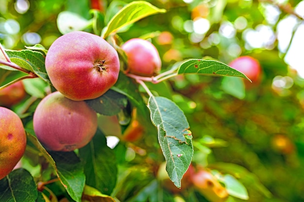 Rode appels met kopieerruimte groeien op een boom in een boomgaard op een heldere en zonnige dag buiten Verse biologische en rijpe seizoensproducten voor oogst in een fruitboerderij Zoete heerlijke en gezonde gewassen