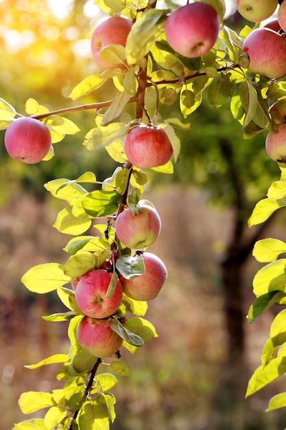 Rode appels op appelboomtak