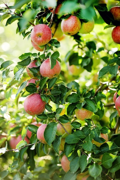 Rode appels op appelboomtak