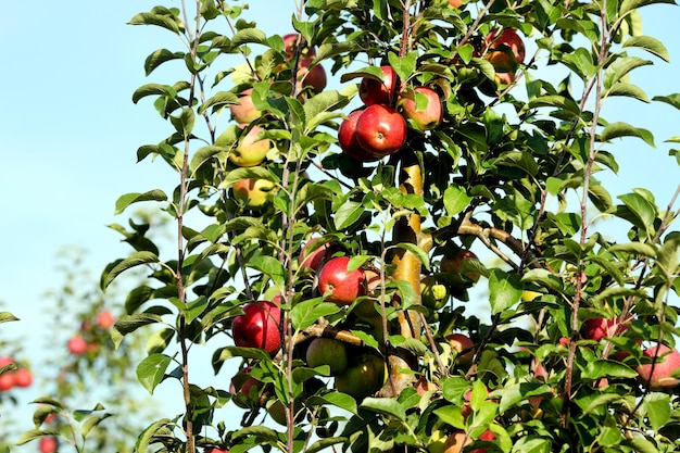 Rode appels op appelboomtak