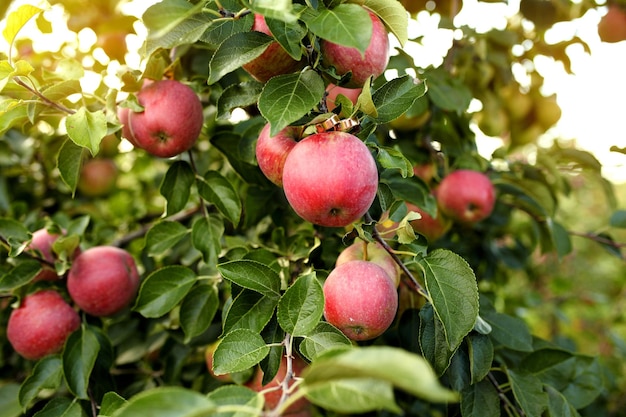 Rode appels op appelboomtak