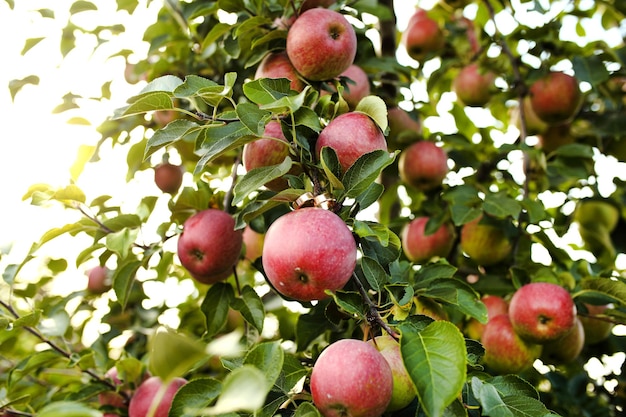 Rode appels op appelboomtak