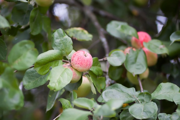 Rode appels op boomtak in de zomertuin.