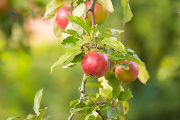 Rode appels op de tak van de appelboom
