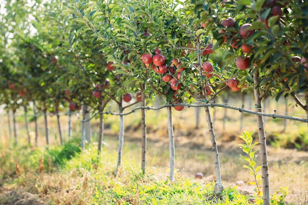 Rode appels op een boom Appelboomgaard