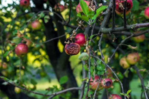 Rode appels op een boom