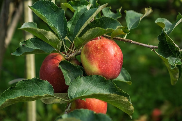 Rode appels op een tak van appelboom met groene bladeren