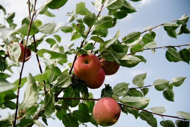 Rode appels op een tak