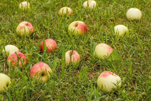 Rode appels op het gras. Herfst achtergrond - gevallen rode appels op het groene gras in de boomgaard. Verse rode appel in het tuingras.