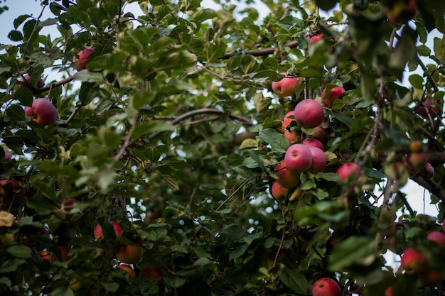 Rode appels staan in volle bloei tijdens het oogstseizoen