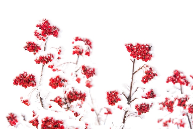 Rode ashberry tak bedekt met sneeuw in de winter met Kerstmis of Nieuwjaar vakantie geïsoleerd op een witte achtergrond, kopieer ruimte