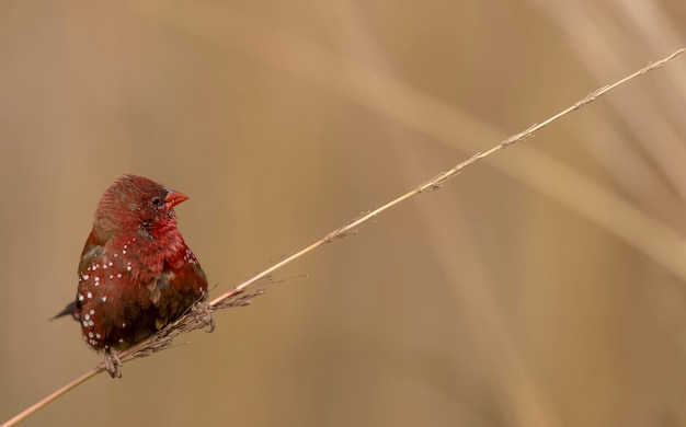 Rode avadavat Amandava amandava mannelijke vogel zitstokken op droge struiken in het bos