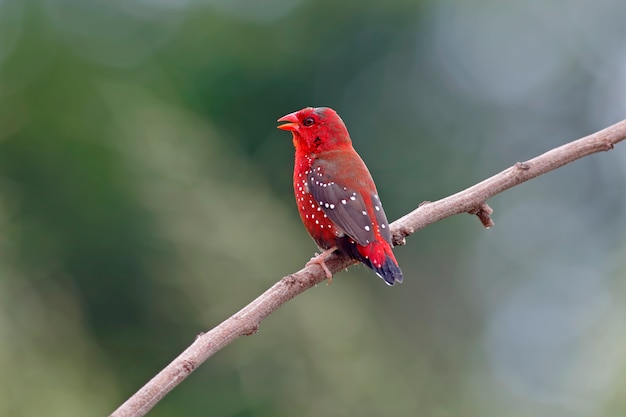 Rode Avadavat Amandava amandava Mannelijke vogels van Thailand