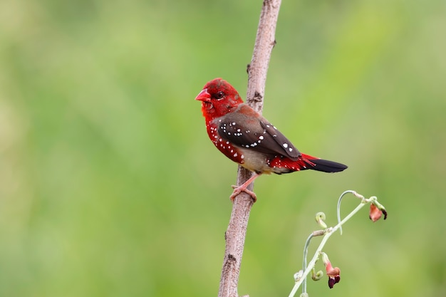 Rode avadavat amandava amandava mooie mannelijke vogels van thailand