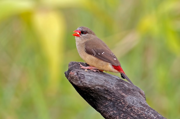 Rode Avadavat Amandava amandava Mooie vrouwelijke vogels van Thailand