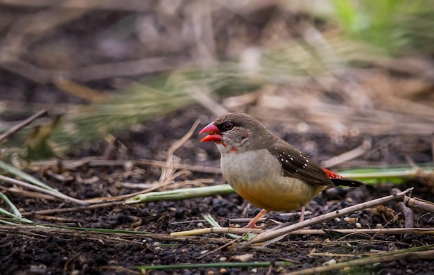 Rode avadavat die zaden op de grond in het veld eet