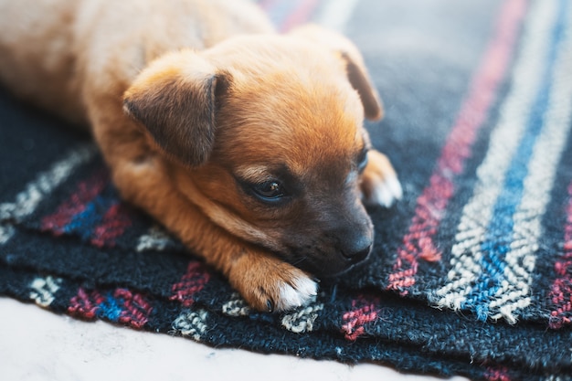 Rode babyhond die buiten ligt.