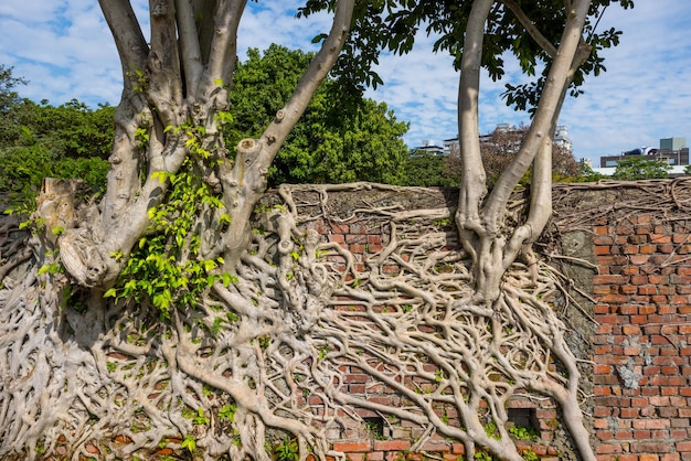 Rode bakstenen muur met oude wortelboom