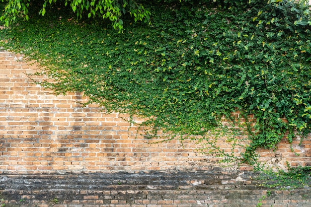 Rode bakstenen muurtextuur met groene klimmerinstallatie voor achtergrond en cop