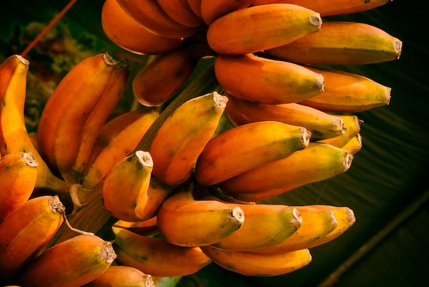 Rode banaan, Musa-banaan (Musa paradisiaca)
