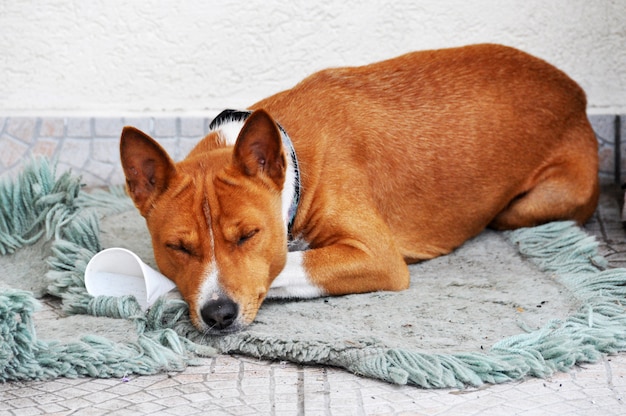 Rode basenji-hond slaapt op de vloer