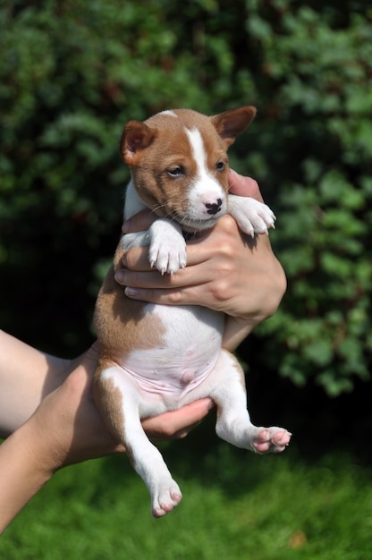 Rode Basenji-puppyhond op de handen