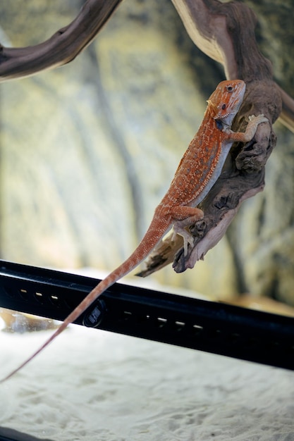 Rode bebaarde agama-leguaan in terrarium pogona is een geslacht van reptielen, schattig geweldig dier uit Australië