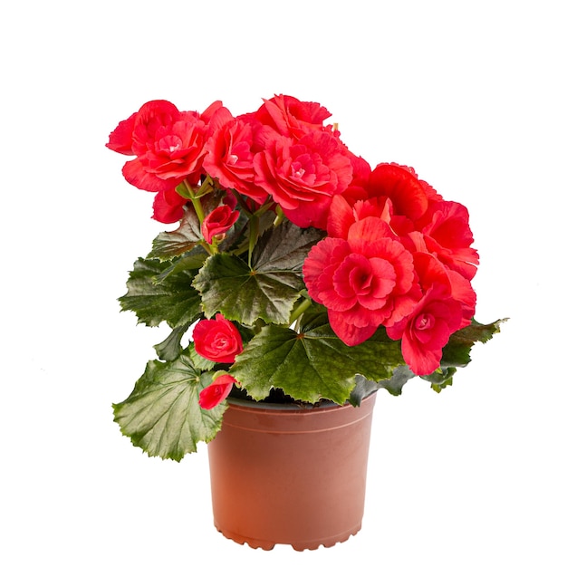 Rode begonia in volle bloei