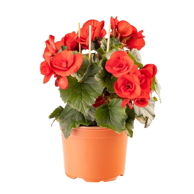 Rode begonia in volle bloei