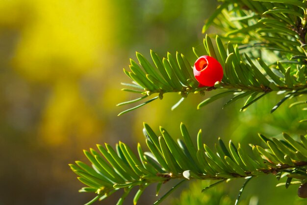 rode bes van taxus (Taxus baccata) op de groene boomtak