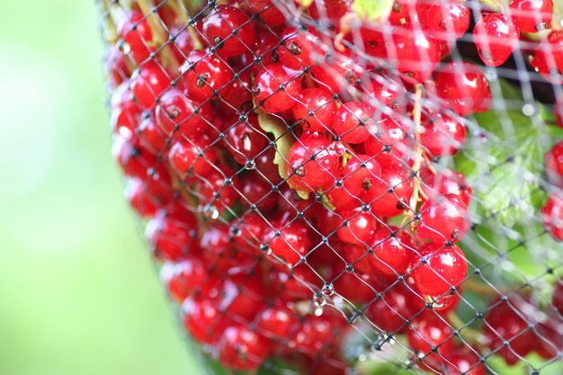 Rode bessen in de bush